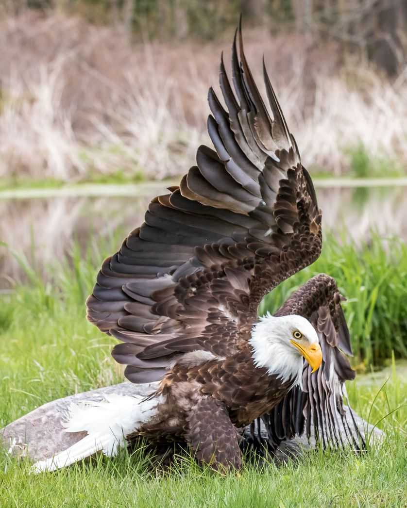 Biro captured this image of the eagle just as he landed
