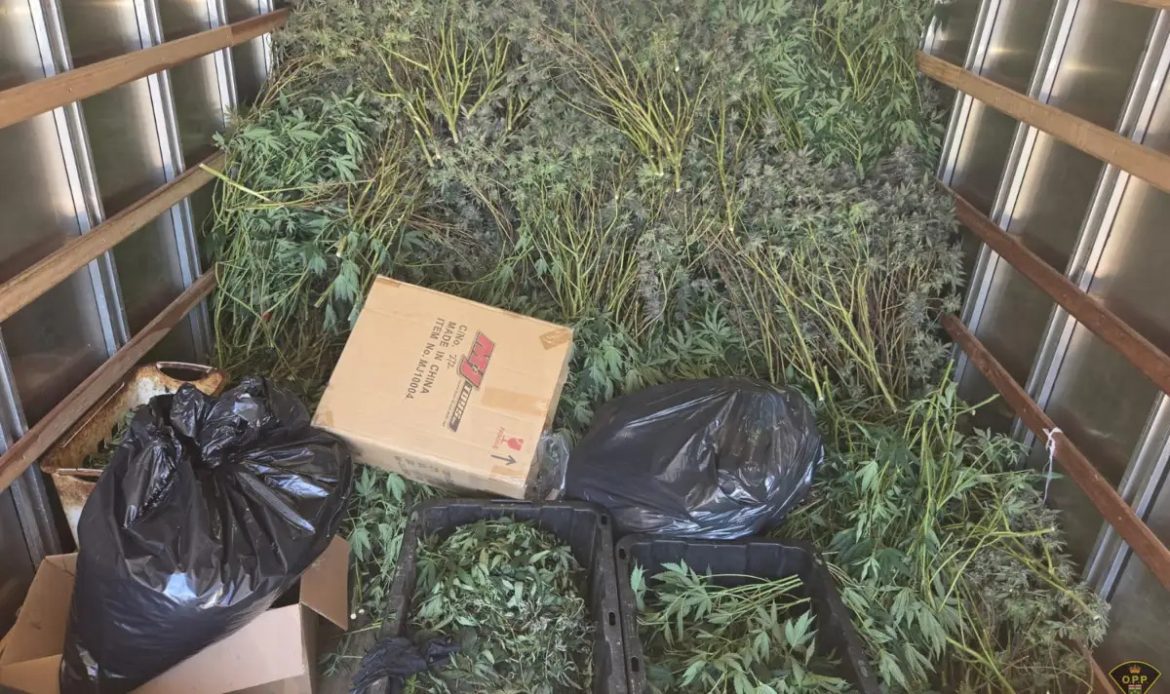 $1.5M in Illegal Cannabis Seized From Brampton Grow Operation