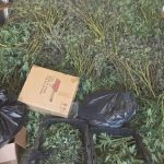 $1.5M in Illegal Cannabis Seized From Brampton Grow Operation
